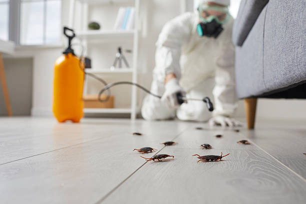 Post-Treatment Bed Bug Interceptor Monitoring in Harlem